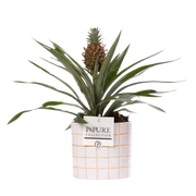 Ananas Rosita in P&PURE Tirza Ceramics