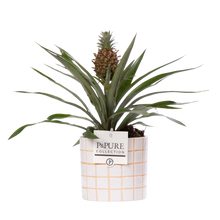 Ananas Rosita in P&PURE Tirza Ceramics