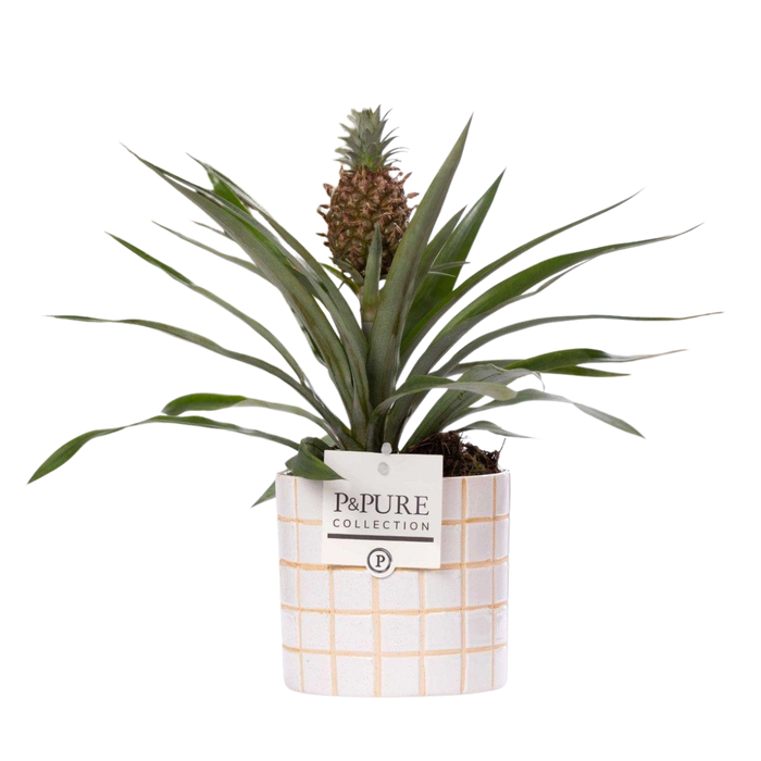 Ananas Rosita in P&PURE Tirza Ceramics