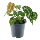 Anthurium Chrystallium