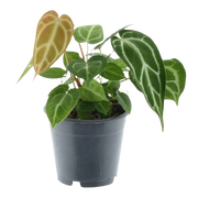Anthurium Chrystallium Everspring