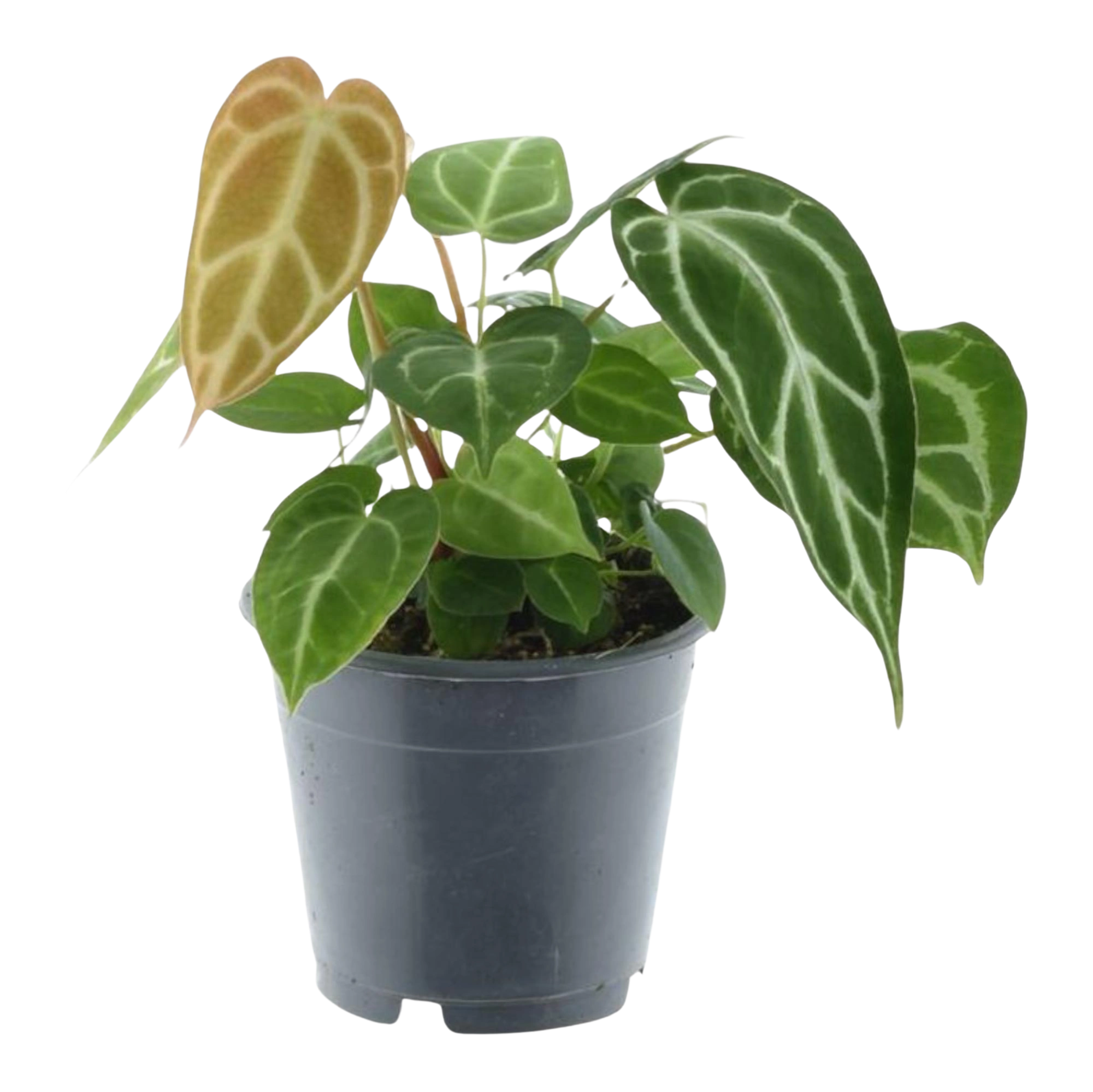 Anthurium Chrystallium