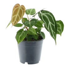 Anthurium Chrystallium