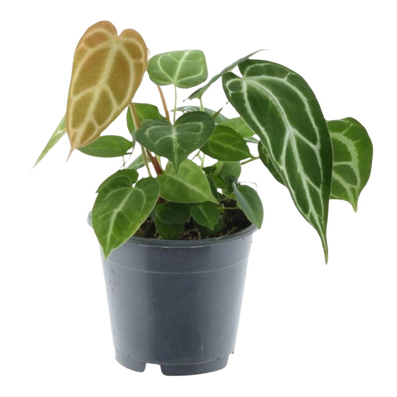 Anthurium Chrystallium