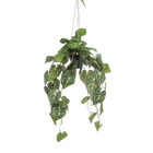 Anthurium Clarinervium Kunstplant (Aderplant) Everspring