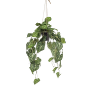Anthurium Clarinervium Kunstplant (Aderplant) Everspring