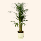 Areca palm | Elho Greenville Round wit