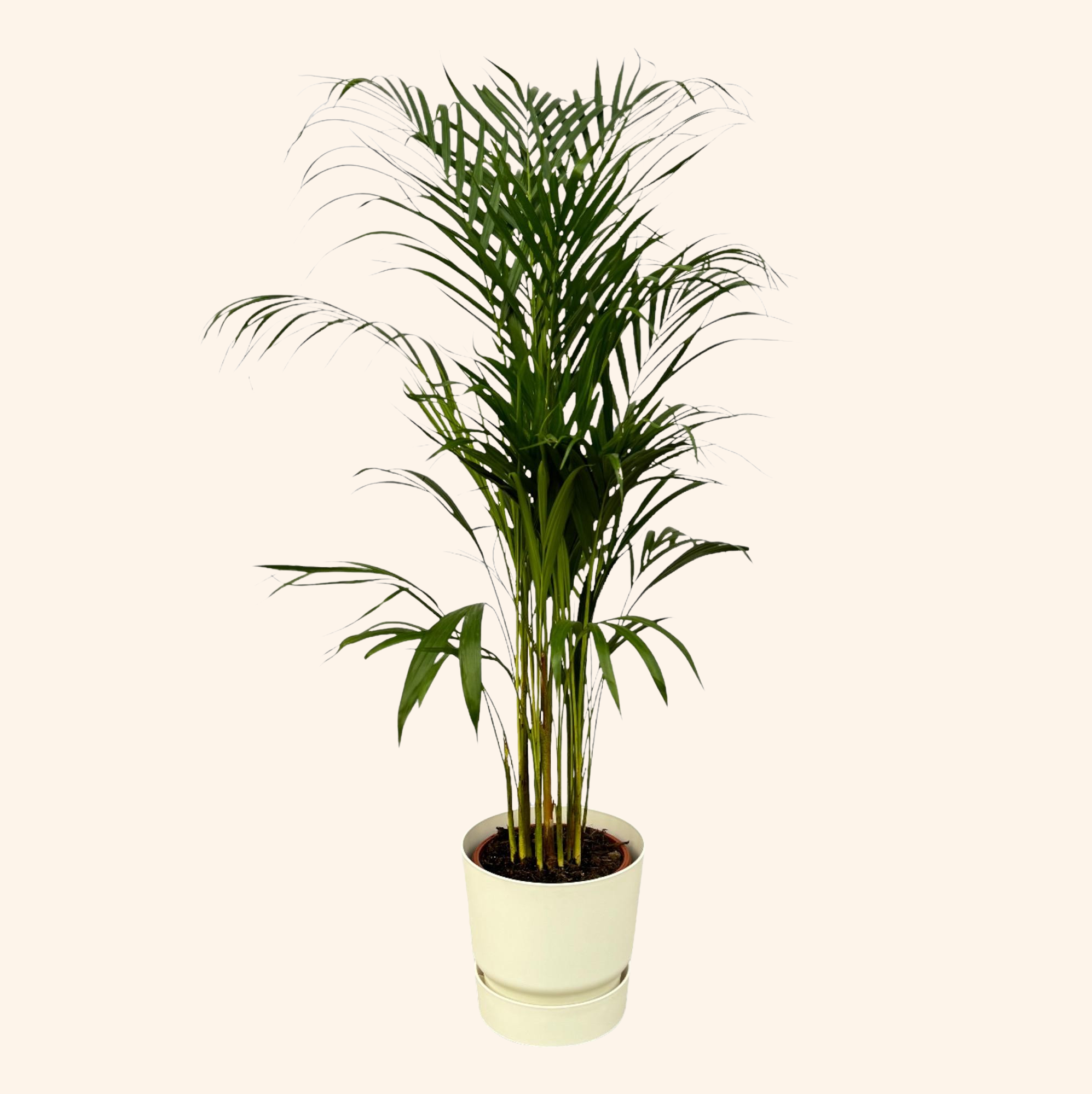 Areca palm | Elho Greenville Round wit