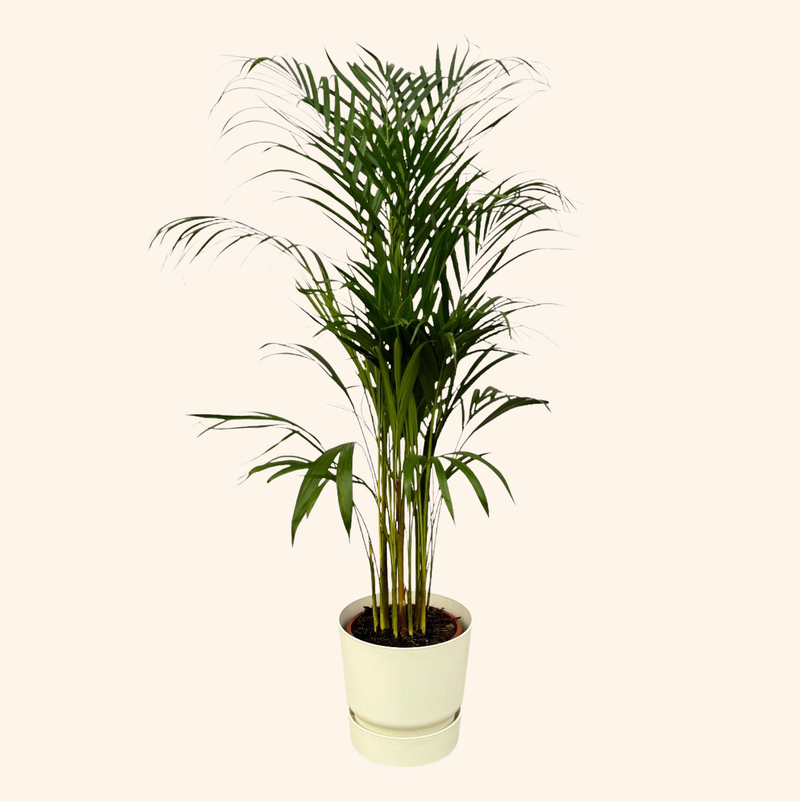 Areca palm | Elho Greenville Round wit