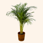 Areca palm | Elho Greenville Round bruin
