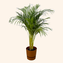 Areca palm | Elho Greenville Round bruin
