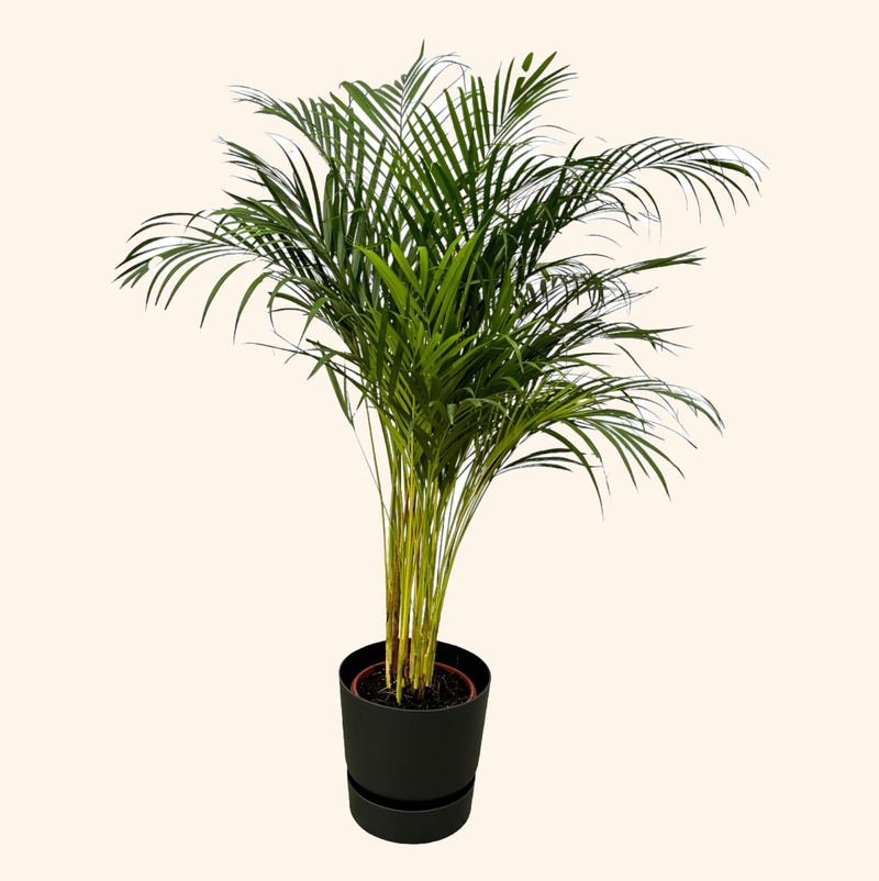 Areca palm | Elho Greenville Round zwart