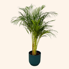 Areca palm | Elho Vibes Fold Round