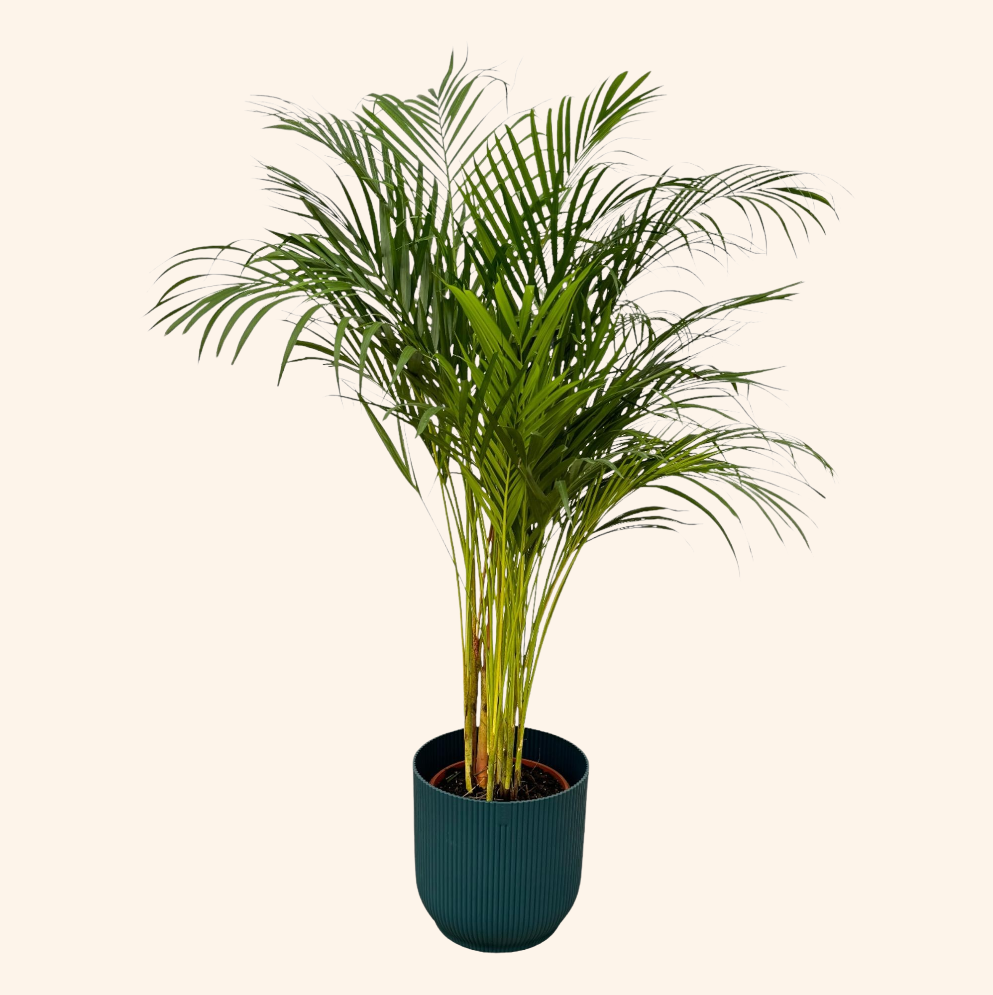 Areca palm | Elho Vibes Fold Round