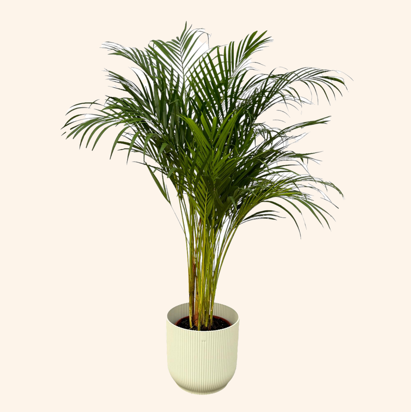 Areca palm | Elho Vibes Fold Round