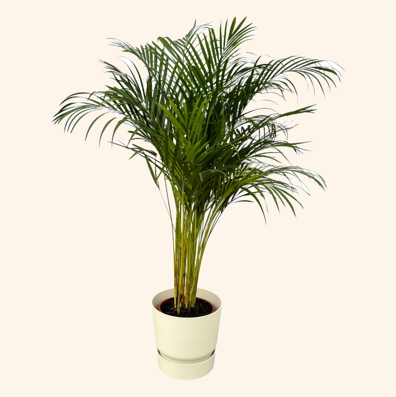 Areca palm | Elho Greenville Round wit