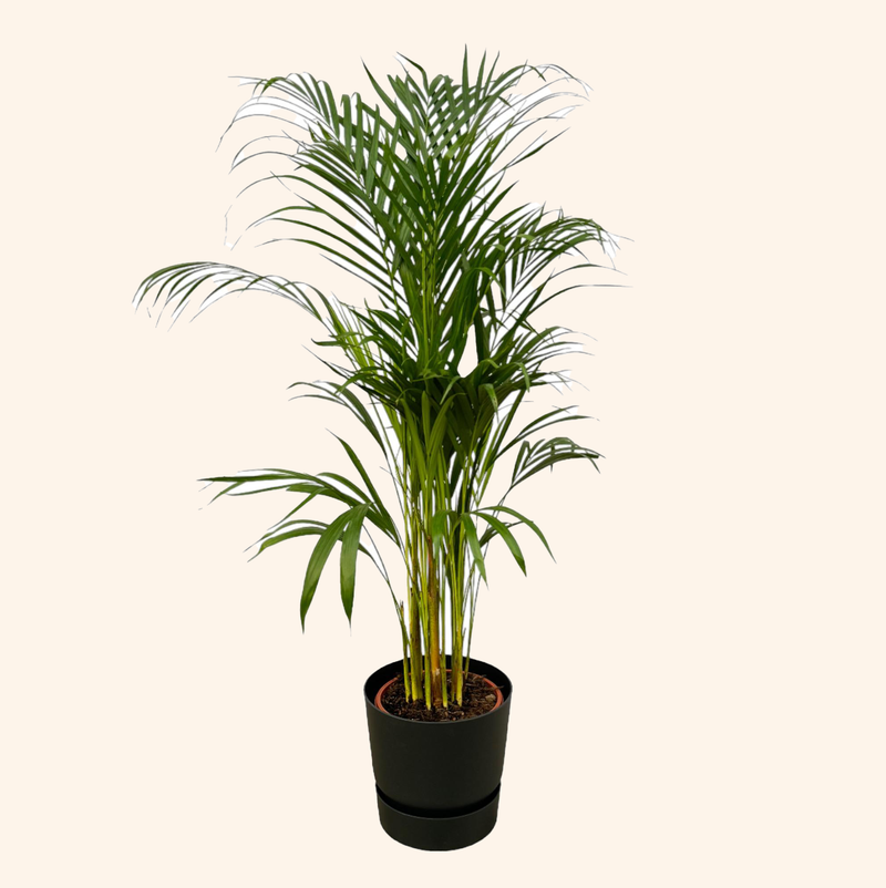 Areca palm | Elho Greenville Round zwart
