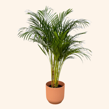 Areca palm | Elho Vibes Fold Round