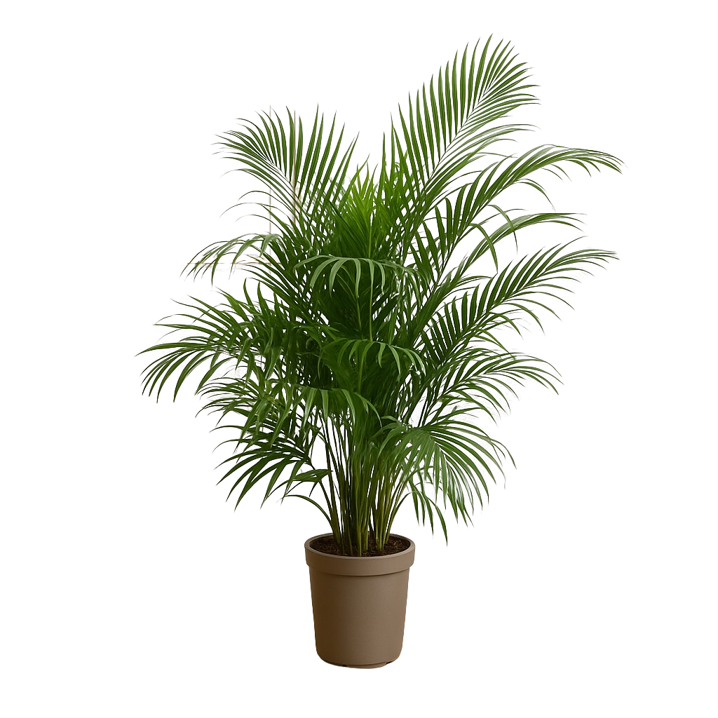 Dypsis Lutescens (Areca palm)