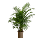 Dypsis Lutescens (Areca palm)