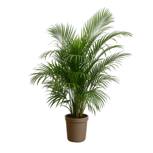 Dypsis Lutescens (Areca palm)