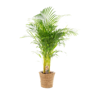 Areca met mand