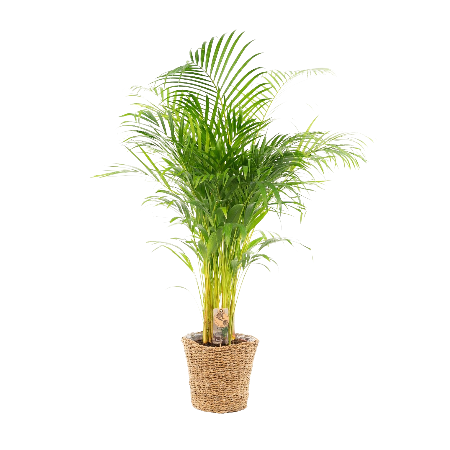 Areca met mand