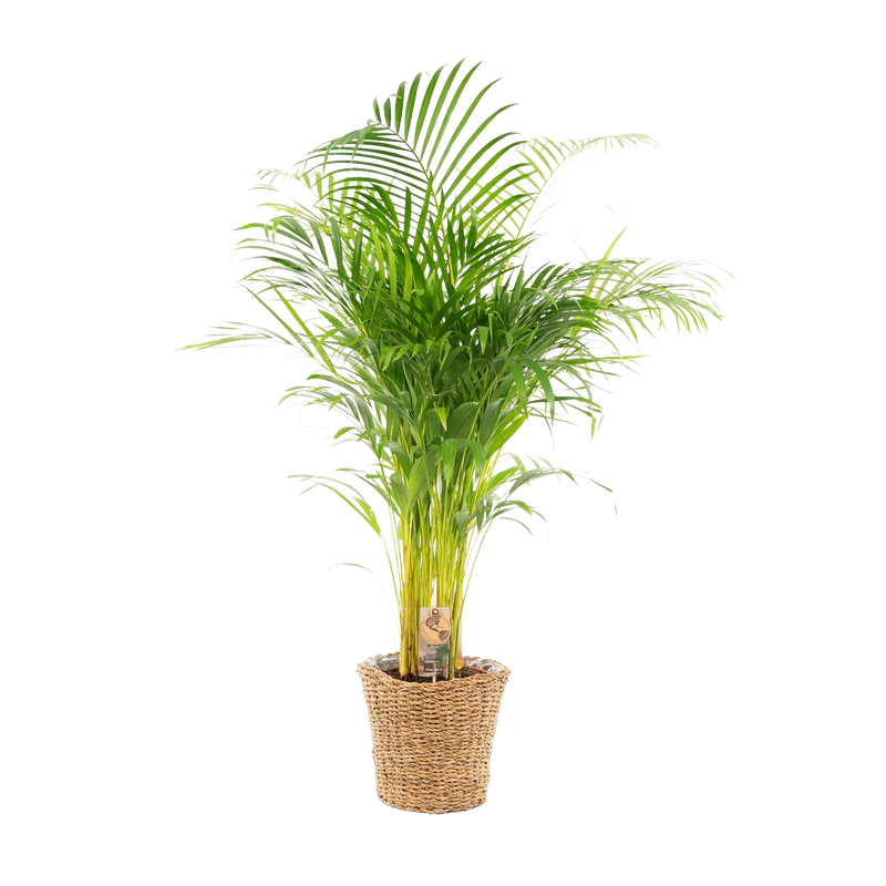 Areca met mand