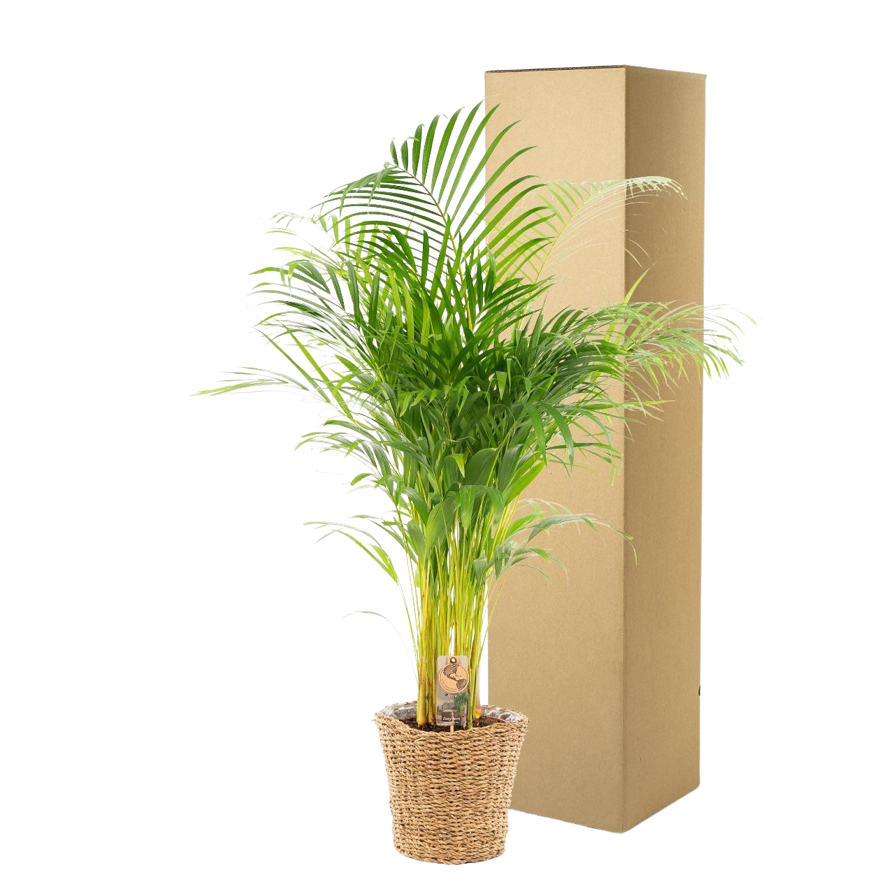 Areca met mand