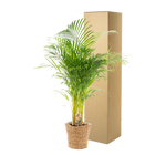 Areca met mand