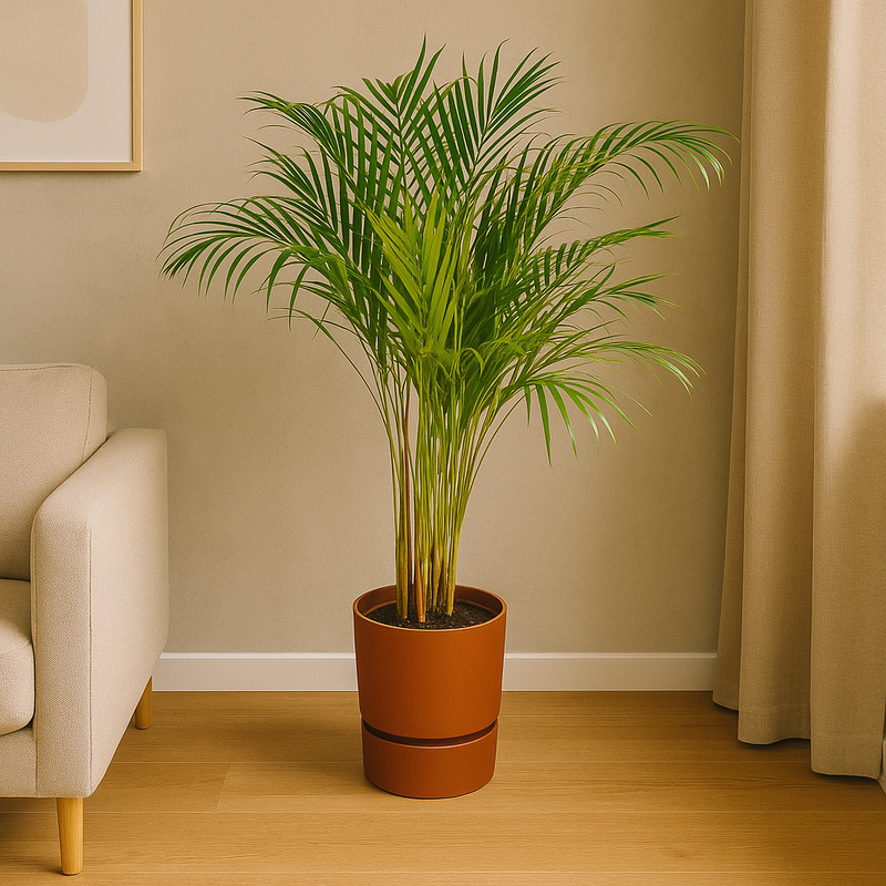Areca palm | Elho Greenville Round bruin
