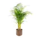 Areca palm met pot