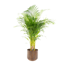 Areca palm met pot