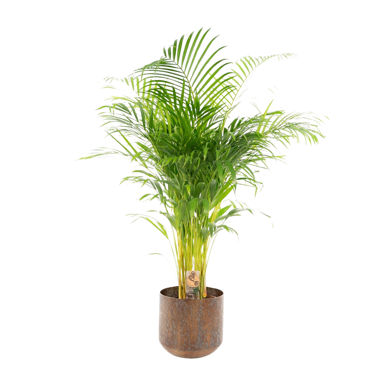 Areca palm met pot