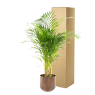 Areca palm met pot