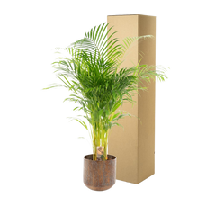 Areca palm met pot