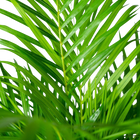 Areca palm met pot