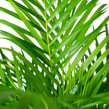 Areca palm met pot