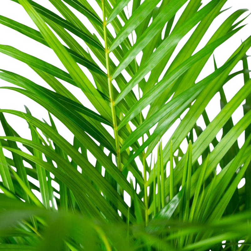 Areca palm met pot