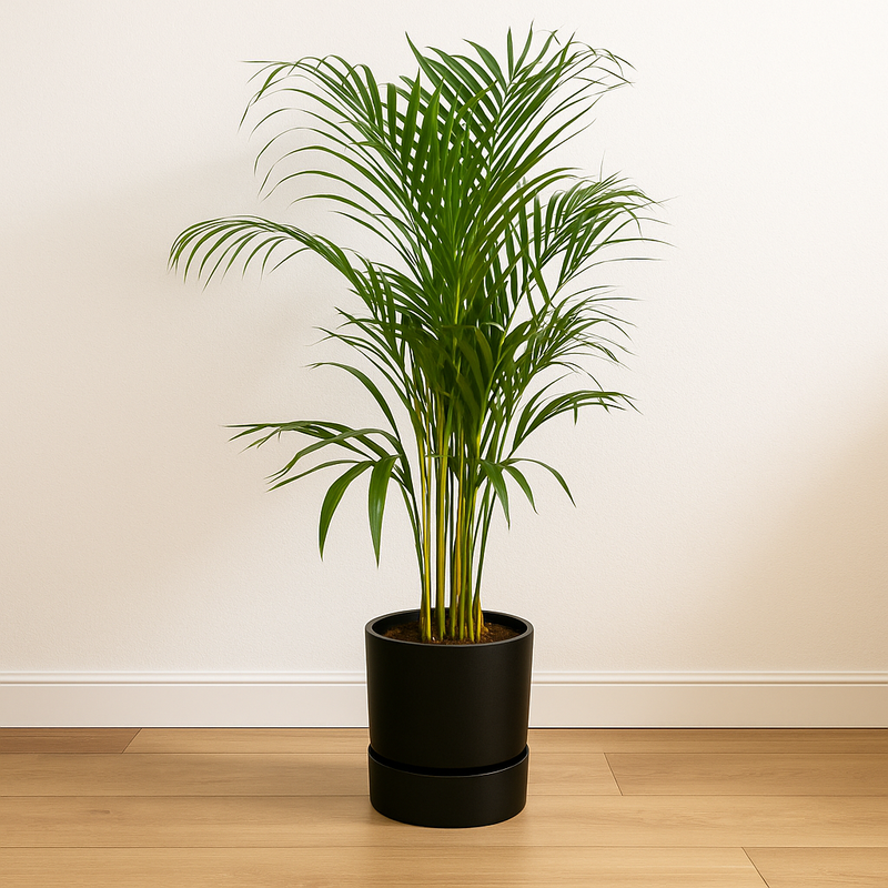 Areca palm | Elho Greenville Round zwart