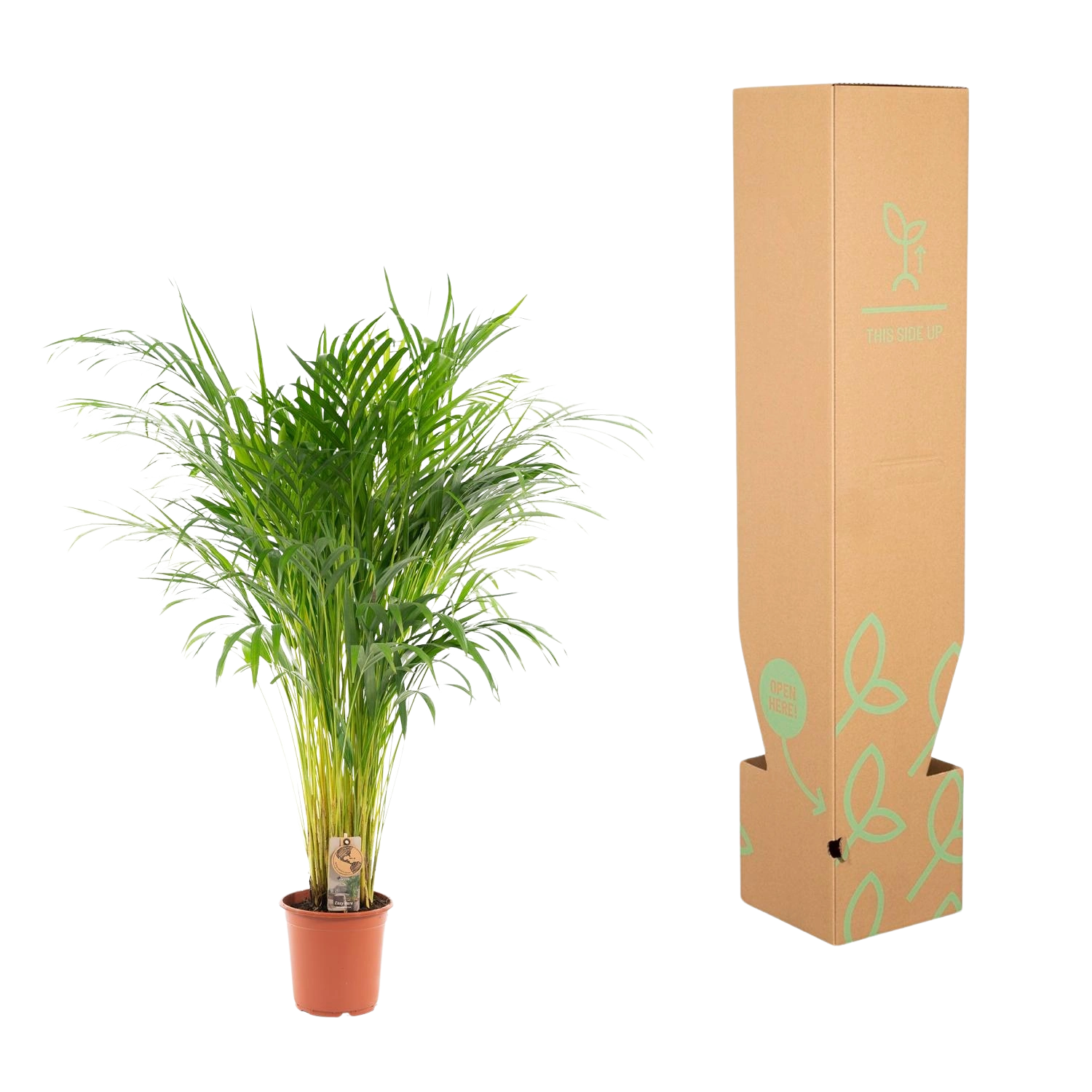 Areca palm