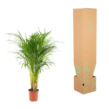 Areca palm