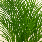 Areca palm | Elho Vibes Fold Round