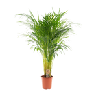 Areca palm
