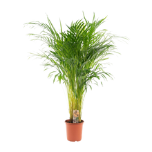 Areca palm