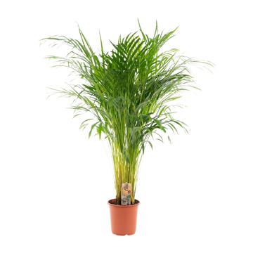 Areca palm