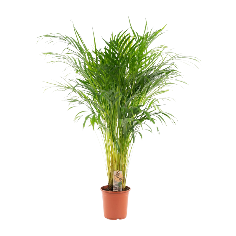 Areca palm
