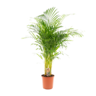 Areca palm