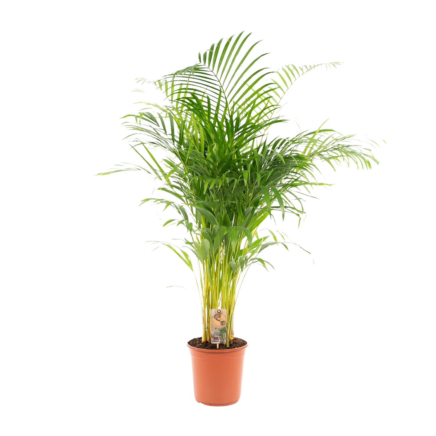 Areca palm