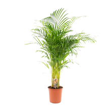 Areca palm